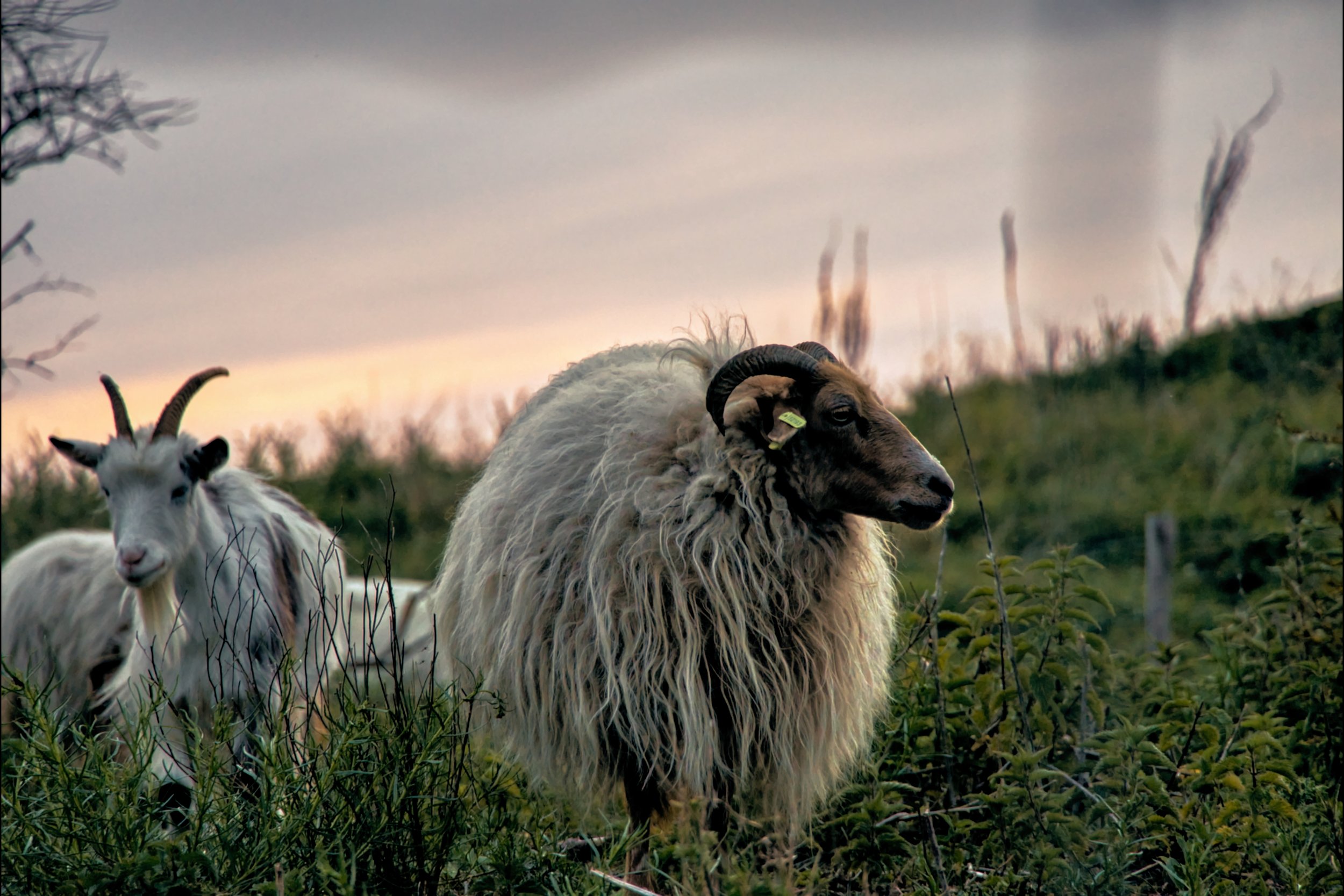 goats_1.11.1 (2).jpg