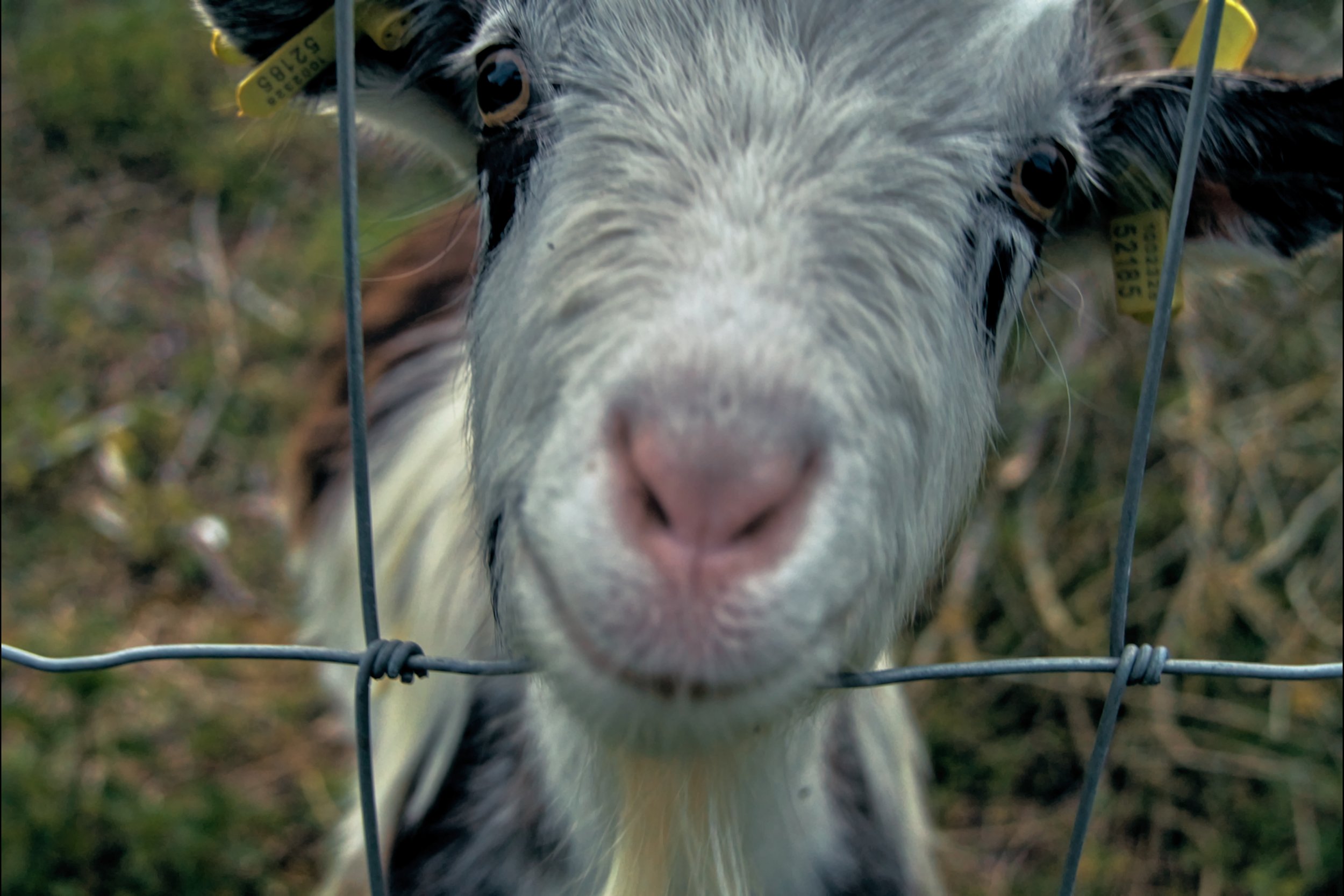goats_1.10.1.jpg