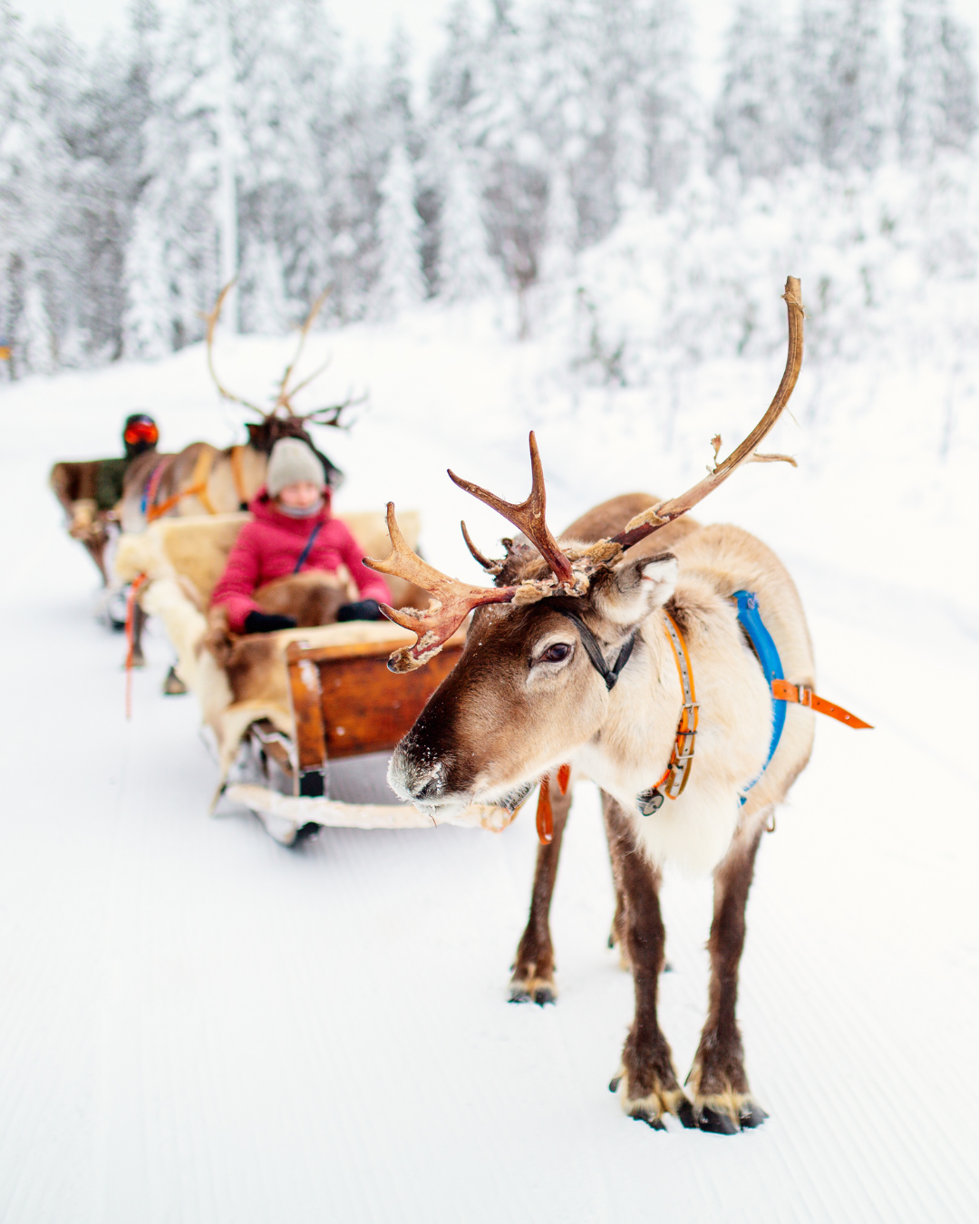 Lapland 1 (2).png