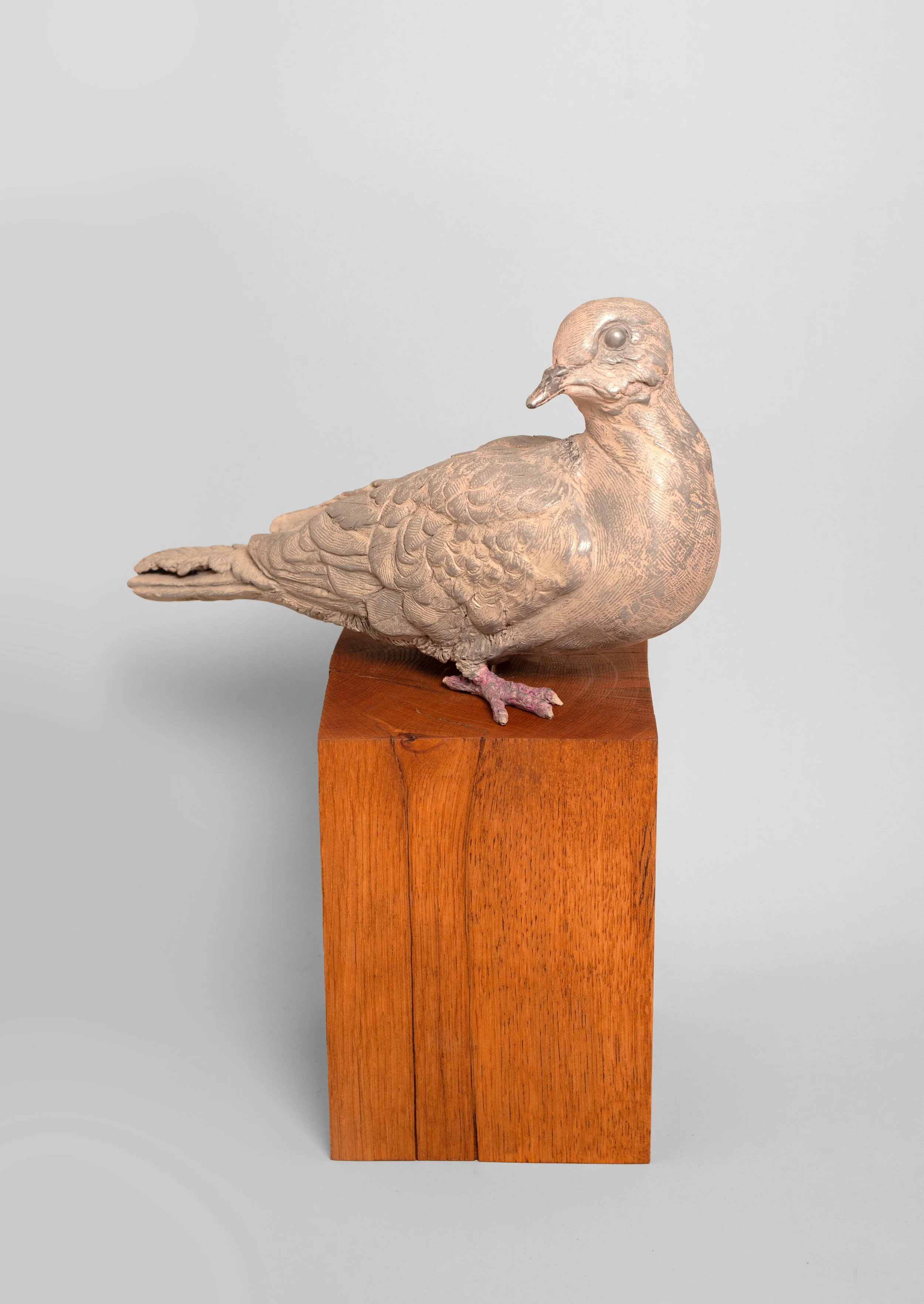 Dove 2.jpg