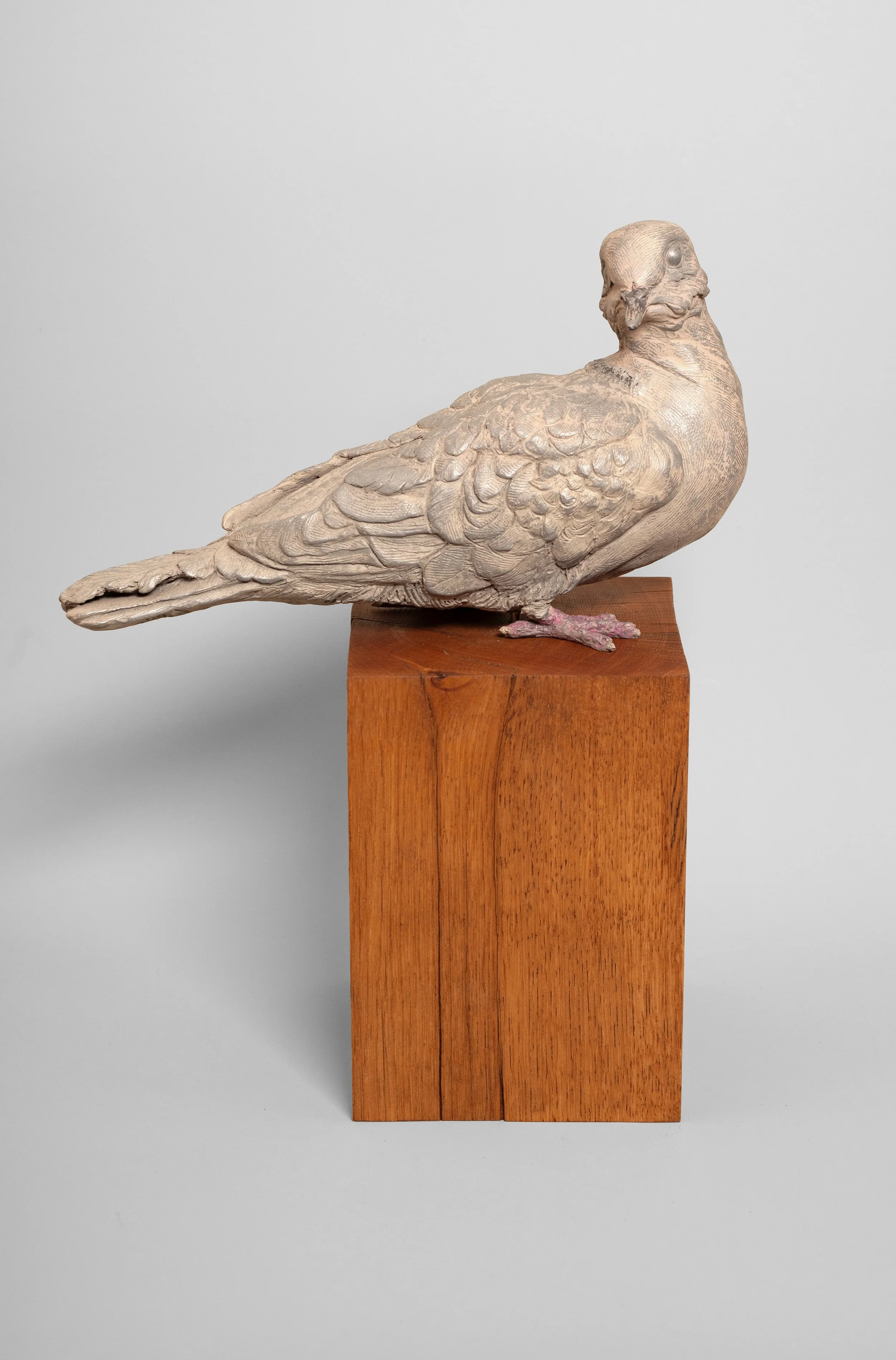 Dove 1.jpg