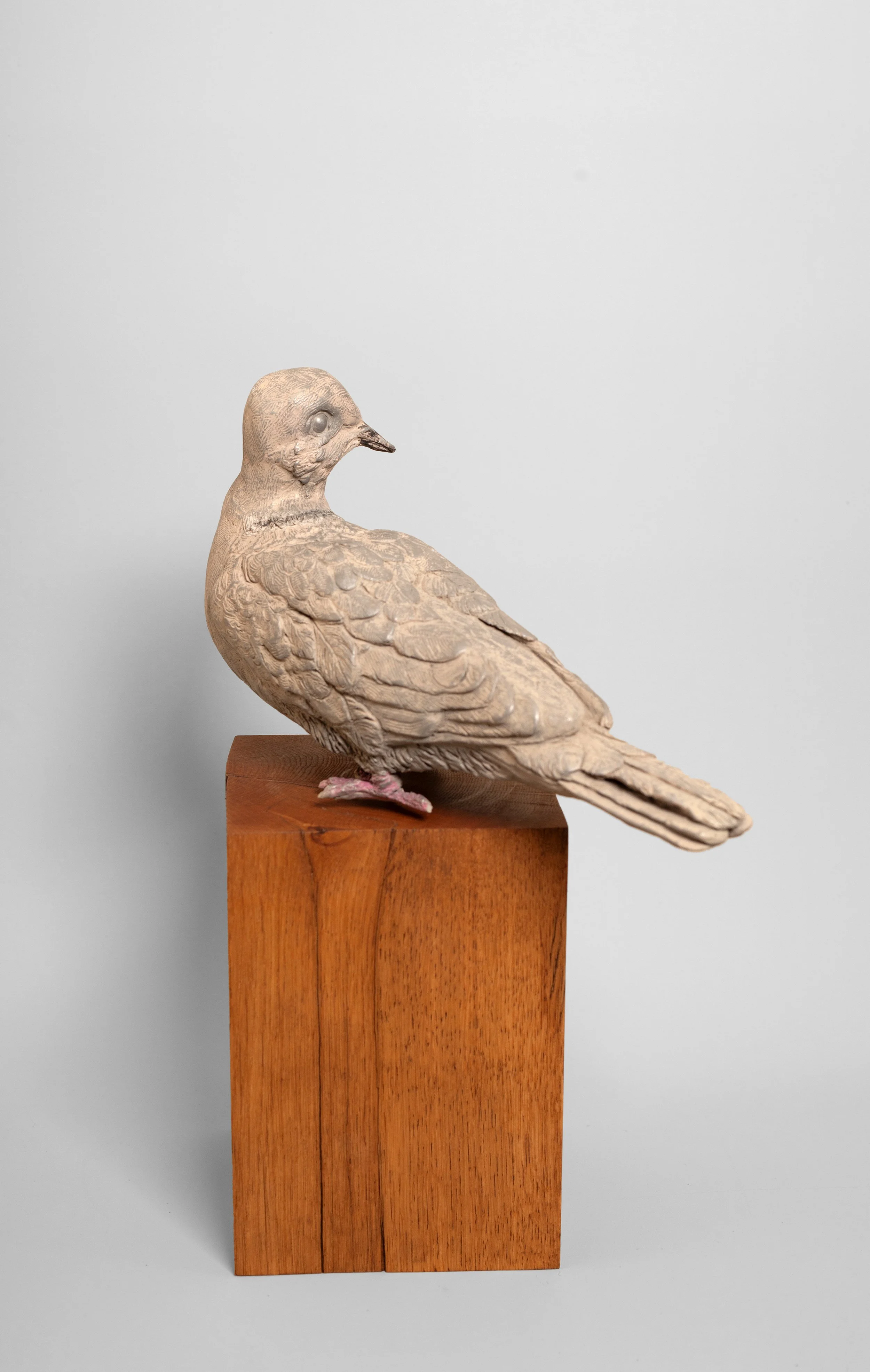 Dove 4.jpg