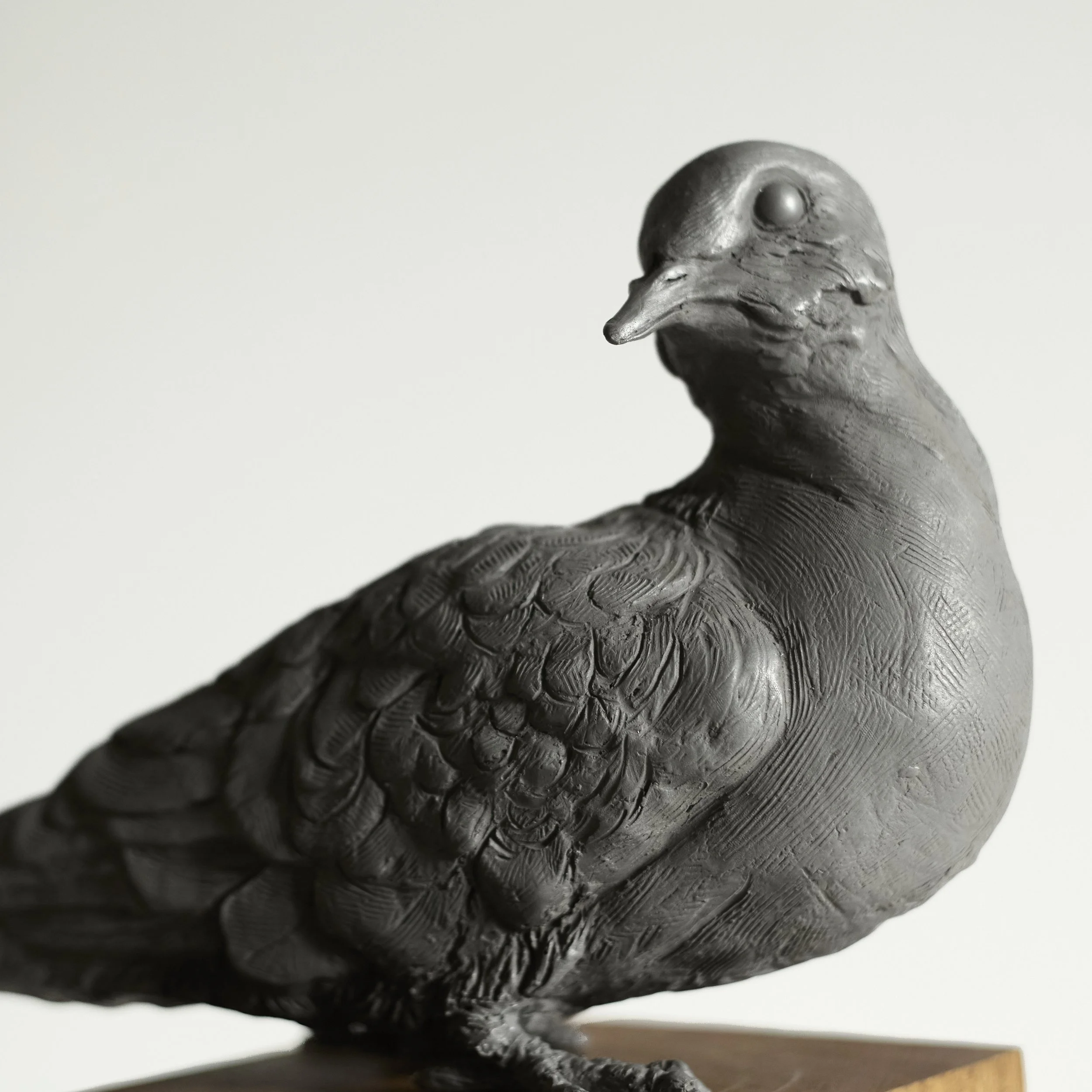 Collared Dove - Front CU.jpg
