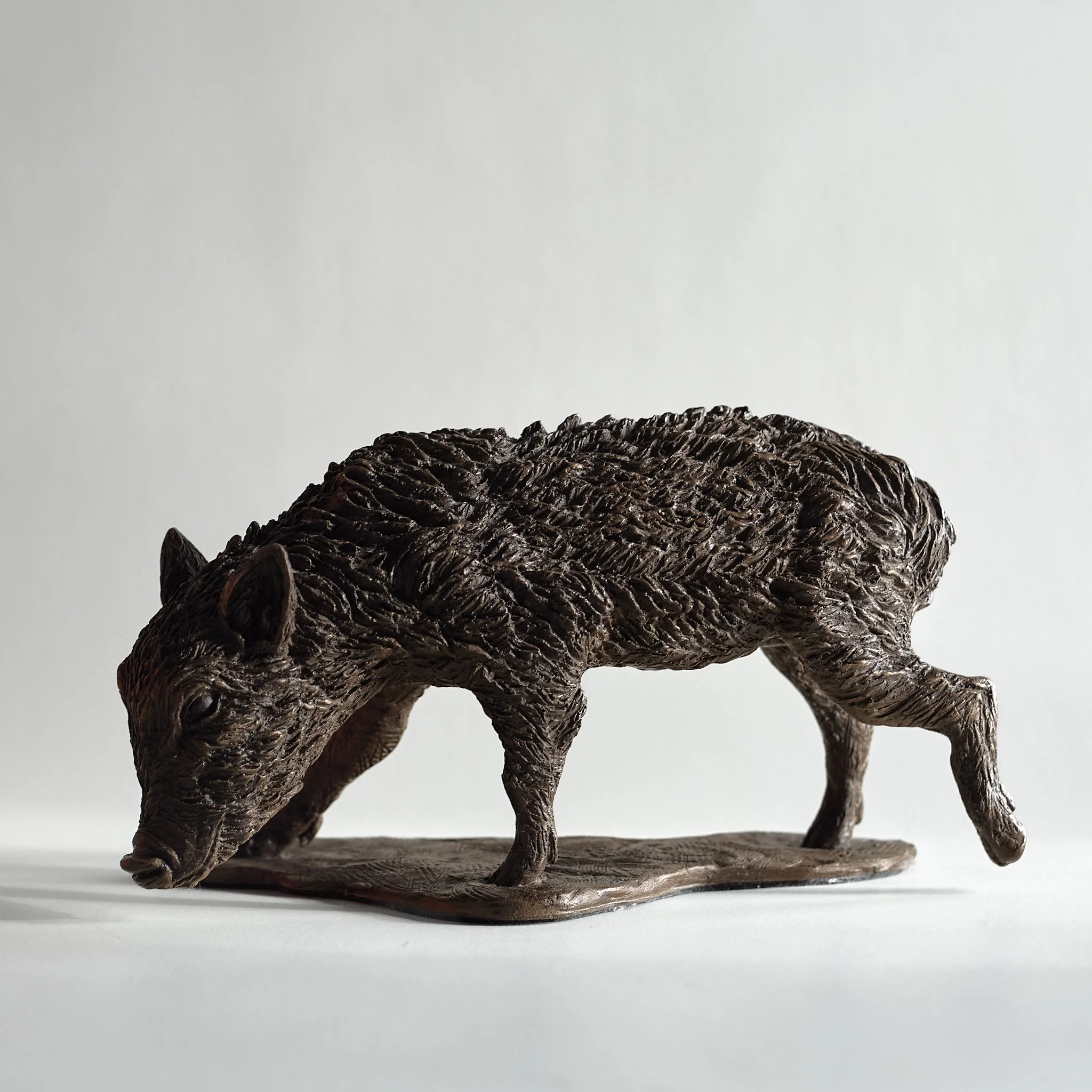 Wild Boar Piglet - Profile Left.jpg