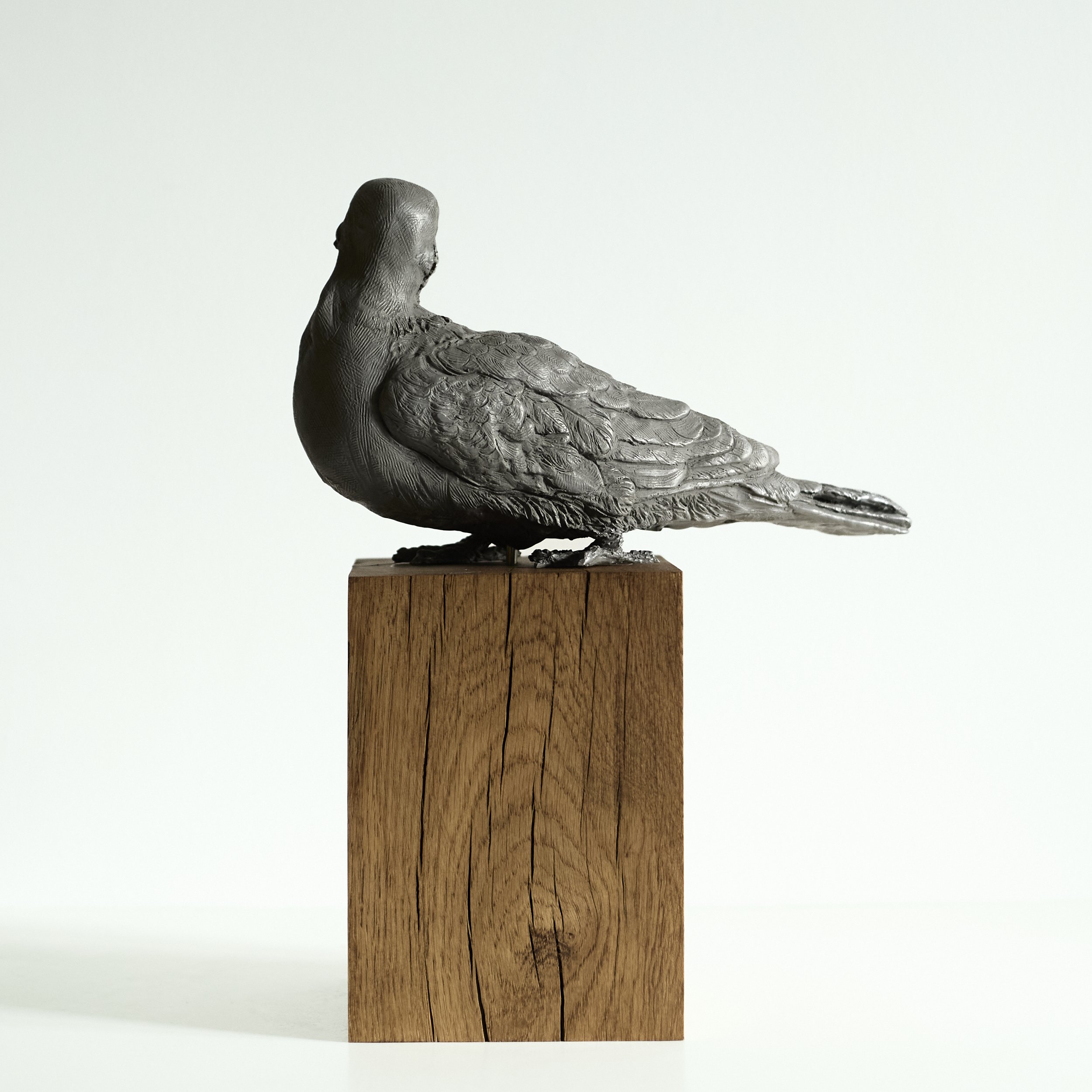 Collared Dove - Rear.jpg