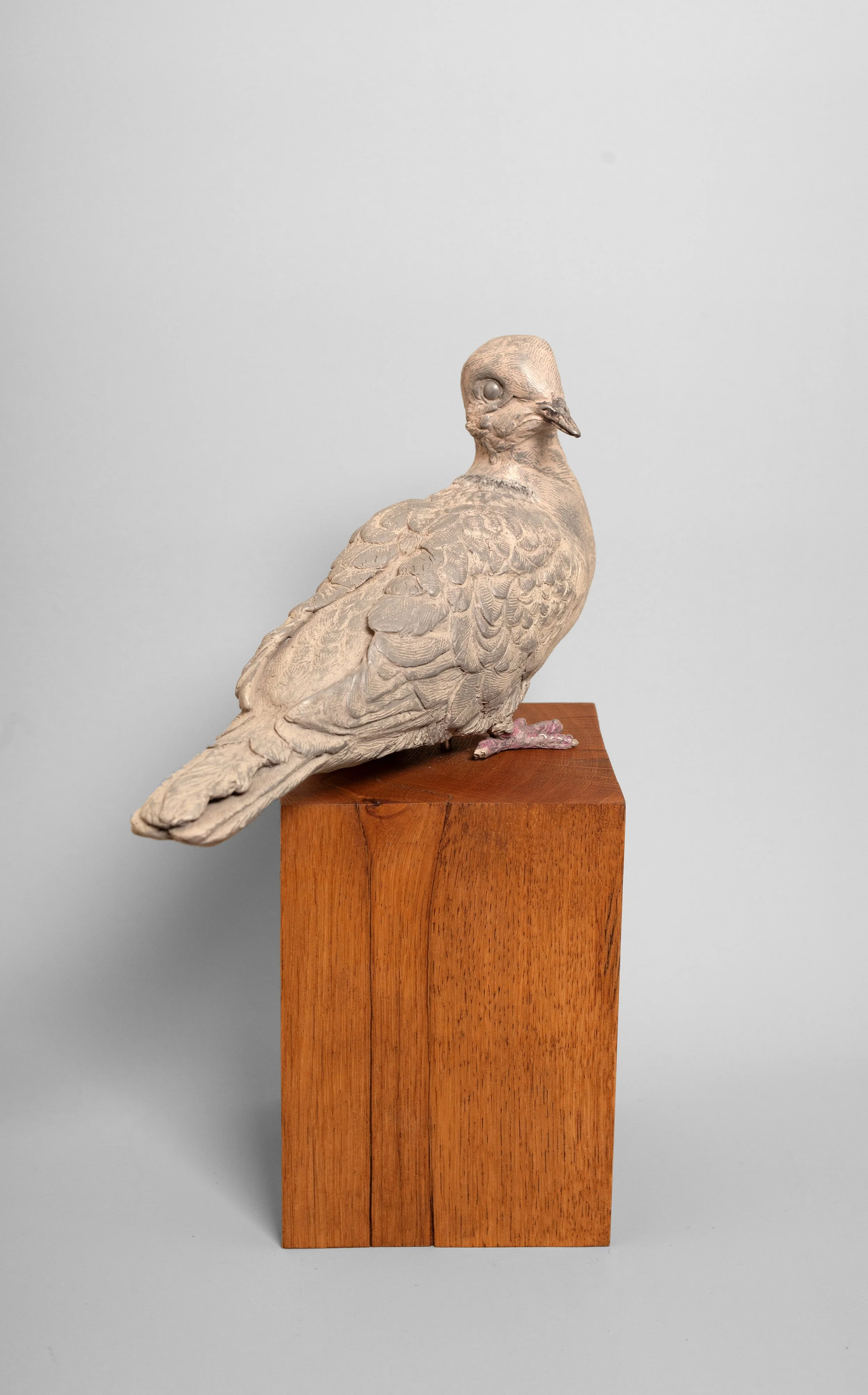 Dove 5.jpg