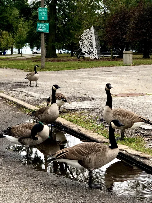 "Populace" by Nicole Beck