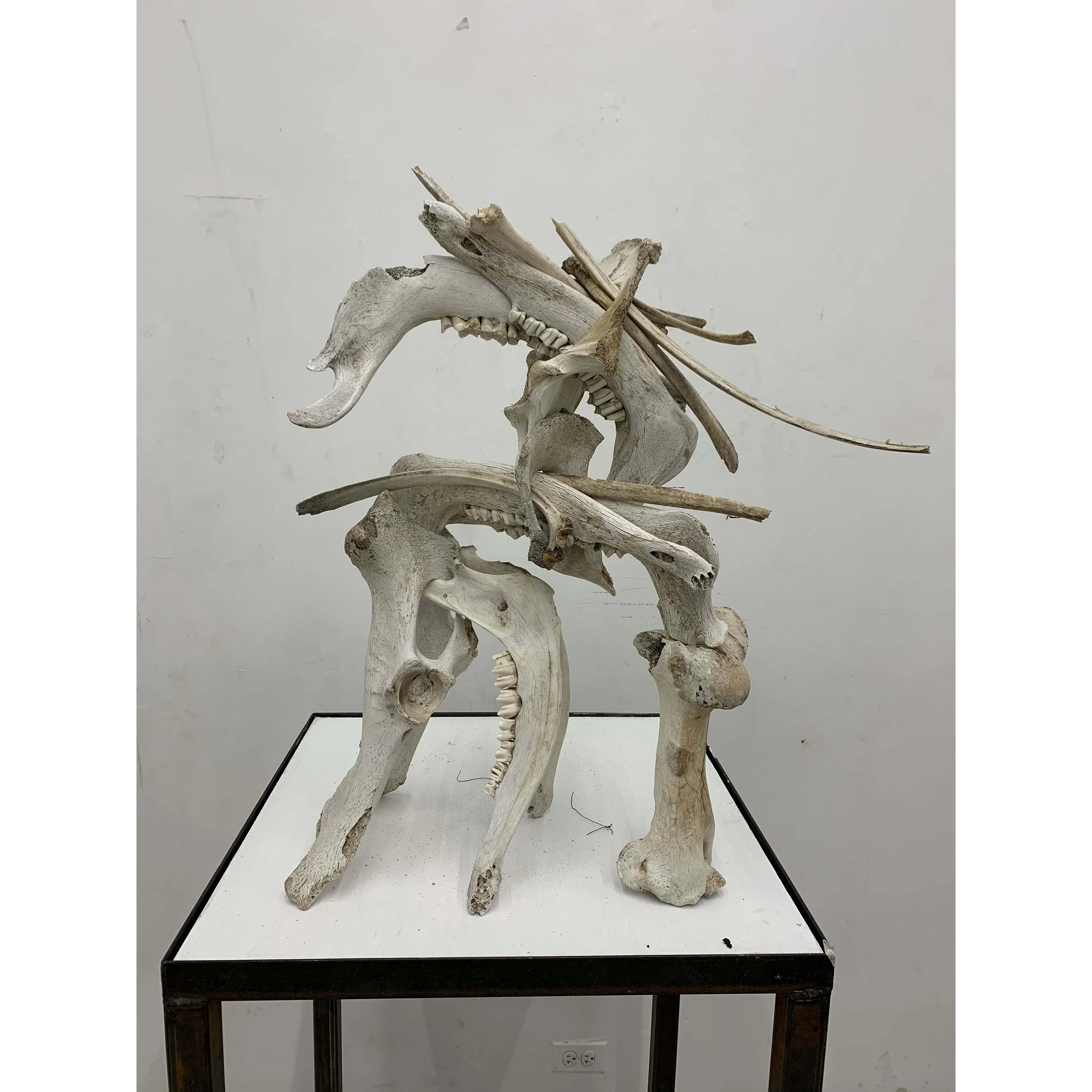 Bare Bones_Spencer Gale.JPG