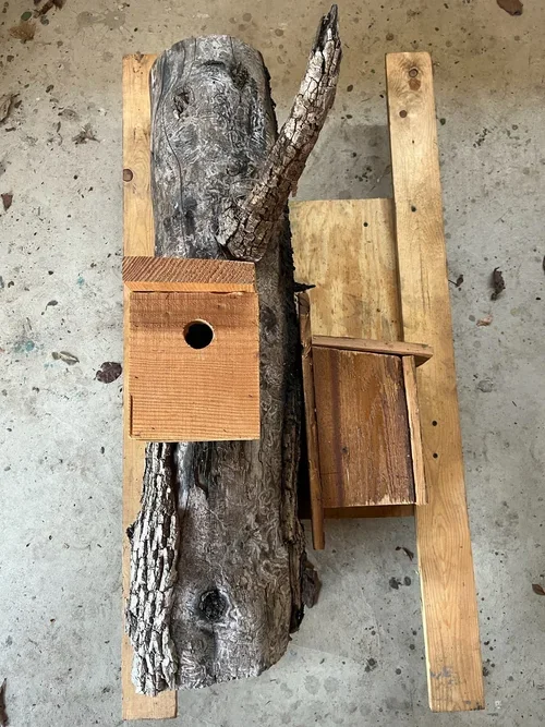 "Nestful" (study) by Janet Austin and Emily Moorhead-Wallace