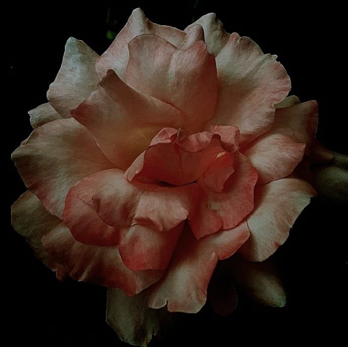 Photo of a flower