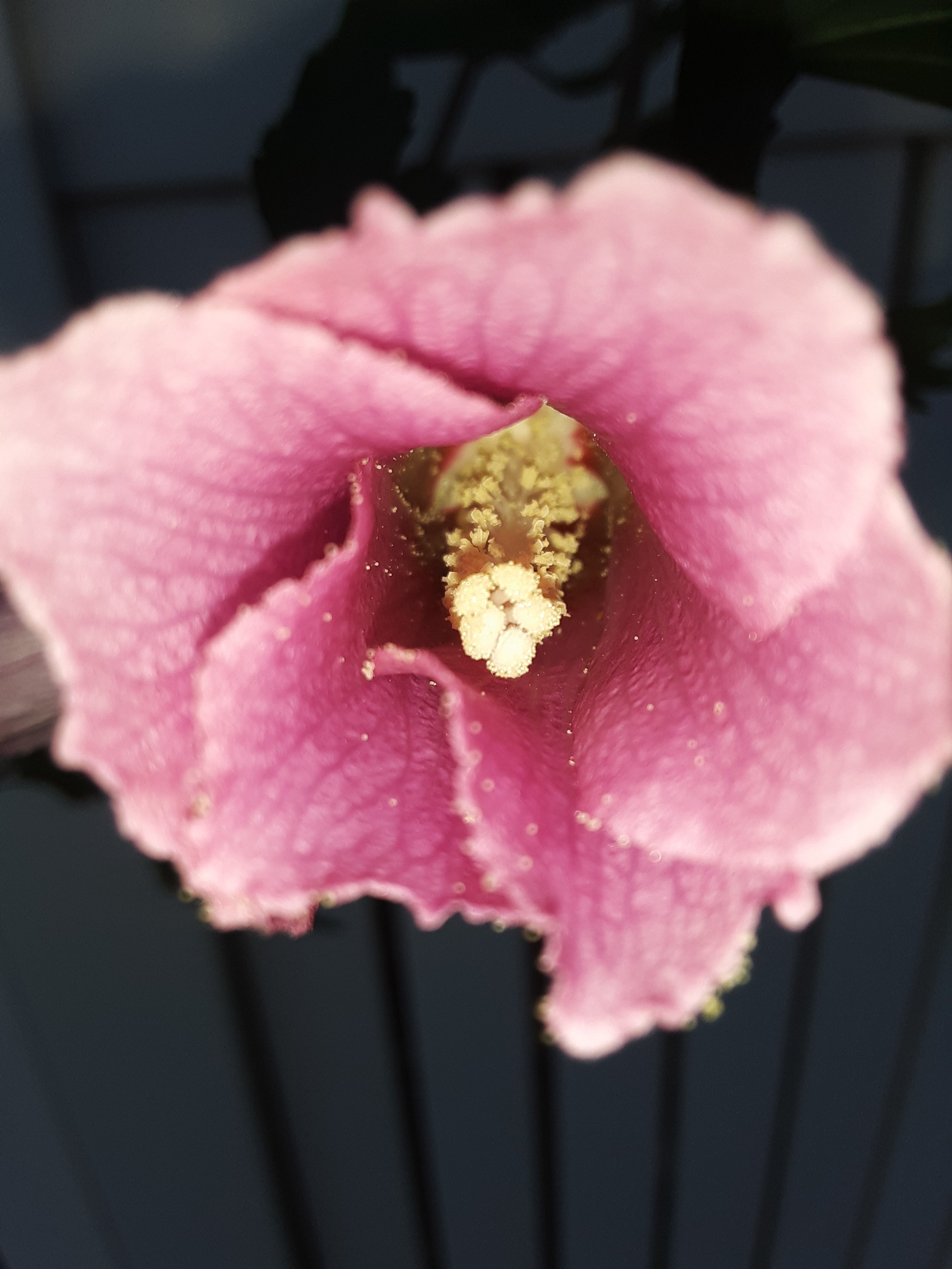 Photo of a flower