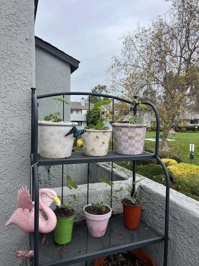 Strawberry Plant Babies 