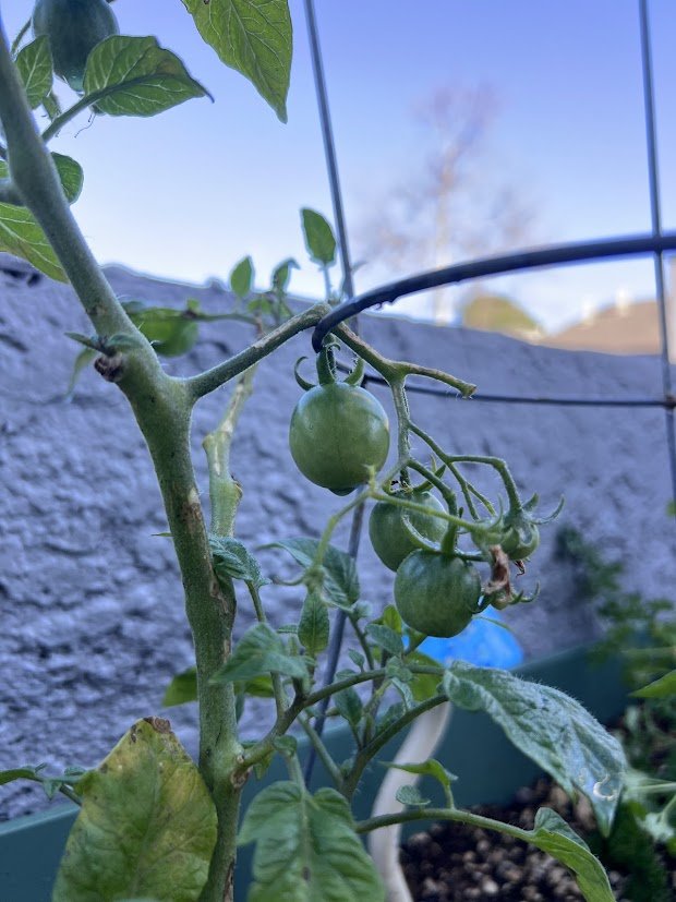 Tomatoes are growing!