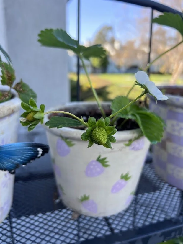 New baby strawberries <3