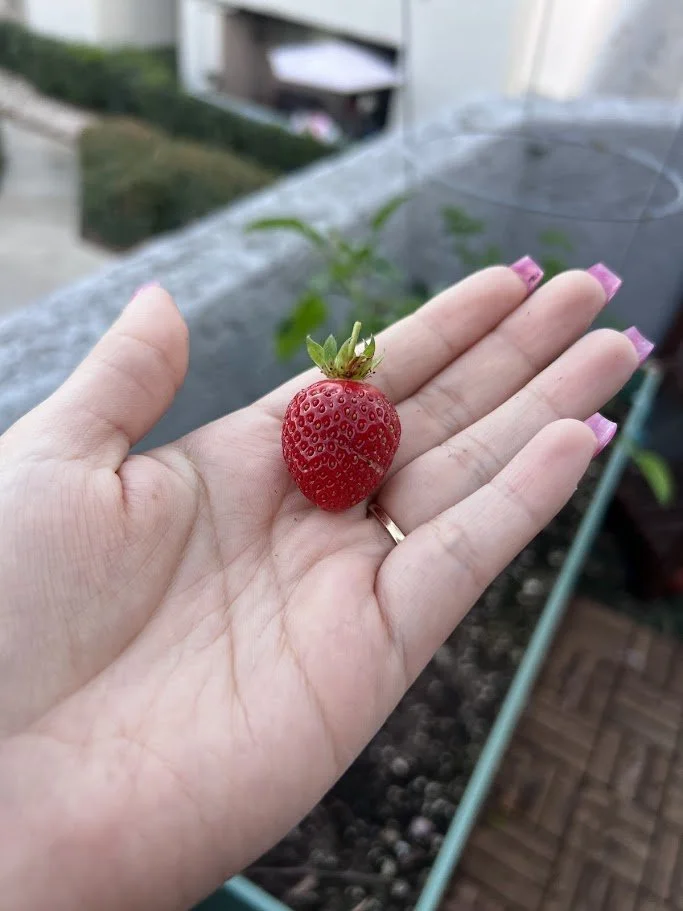 First strawberry <3