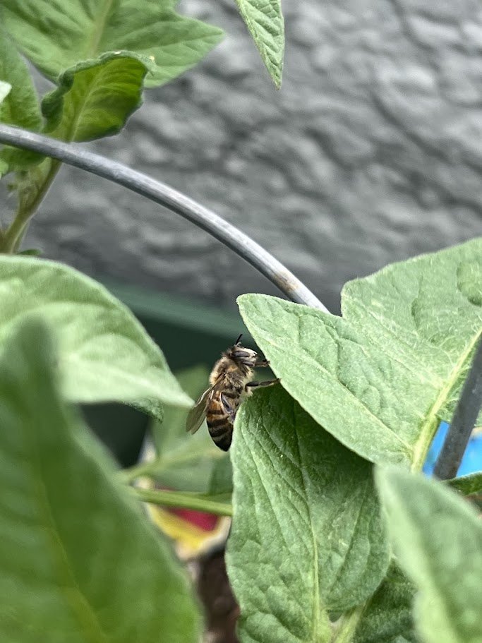 Bee enjoying my patio :')