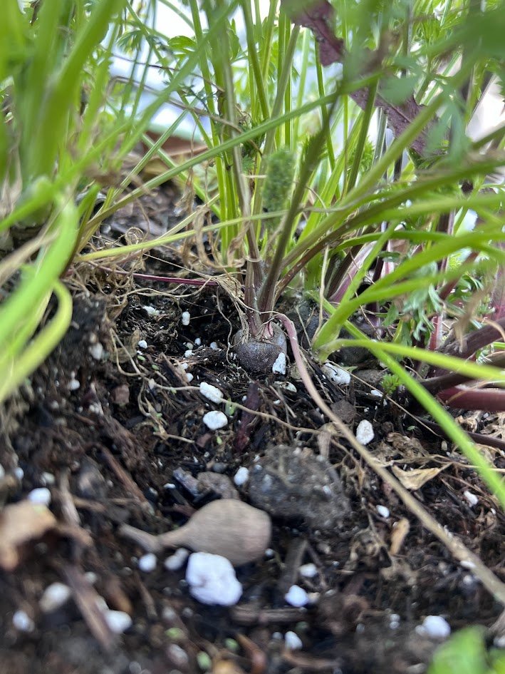 Carrot Tops peeking through!