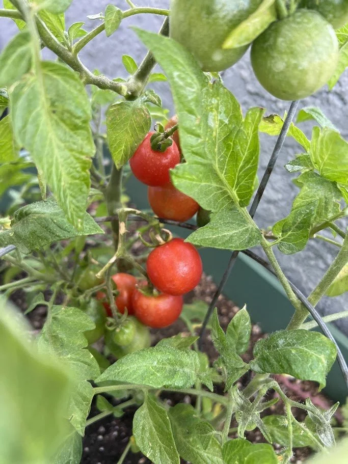 Tomatoes on the vine