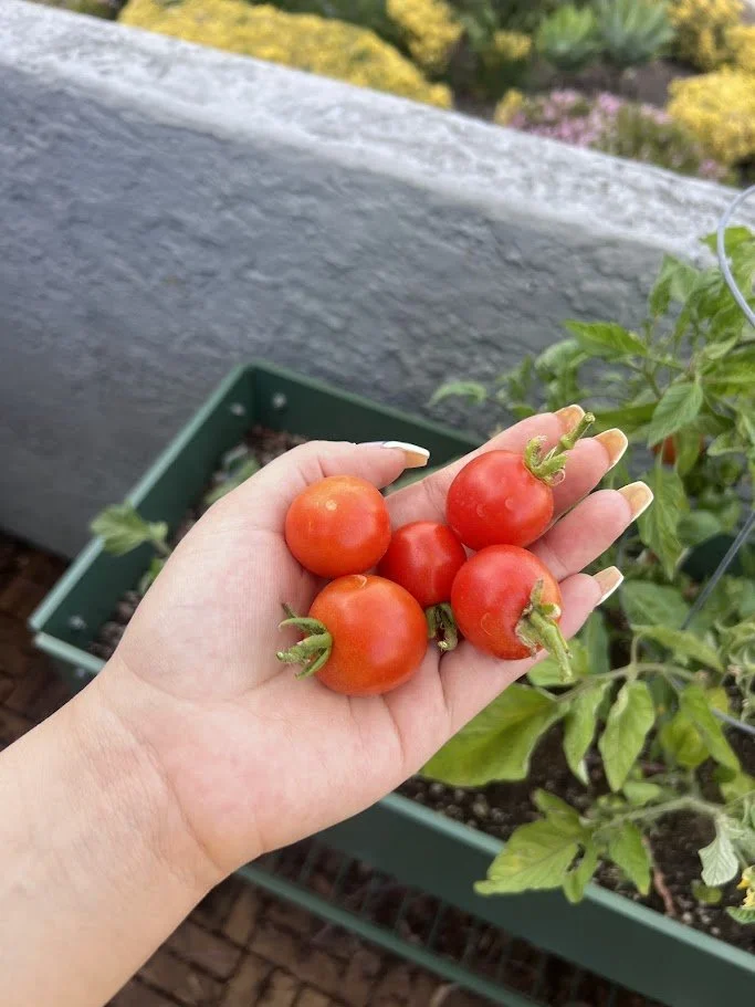 Harvested and ready to eat!
