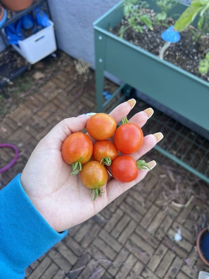 This week's tomatoes