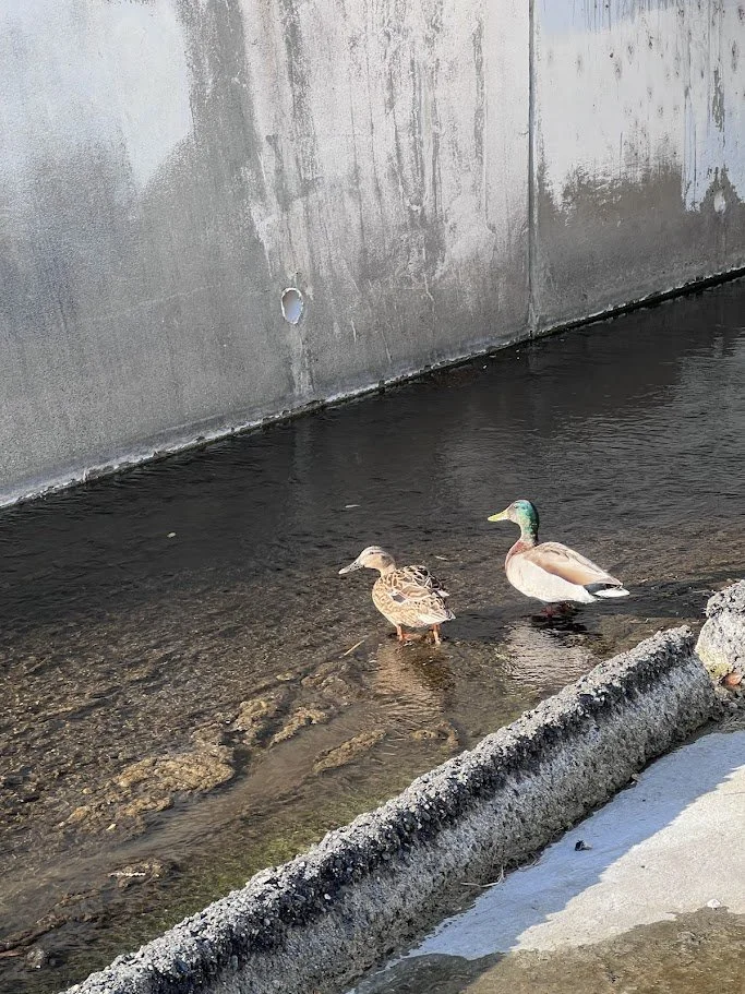 neighborhood ducks on a date <3
