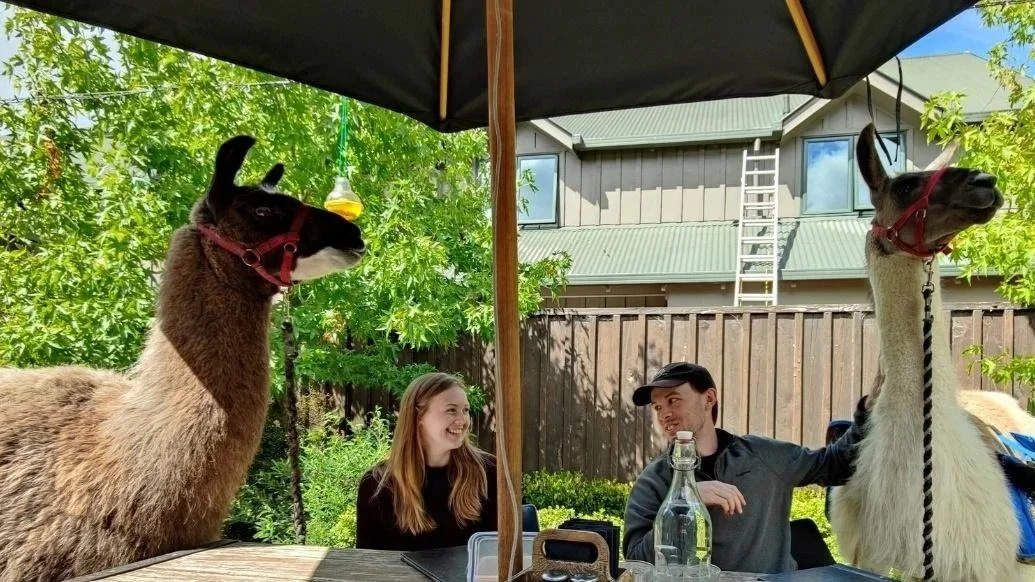 Walk & Lunch With Llamas Fredericton NB