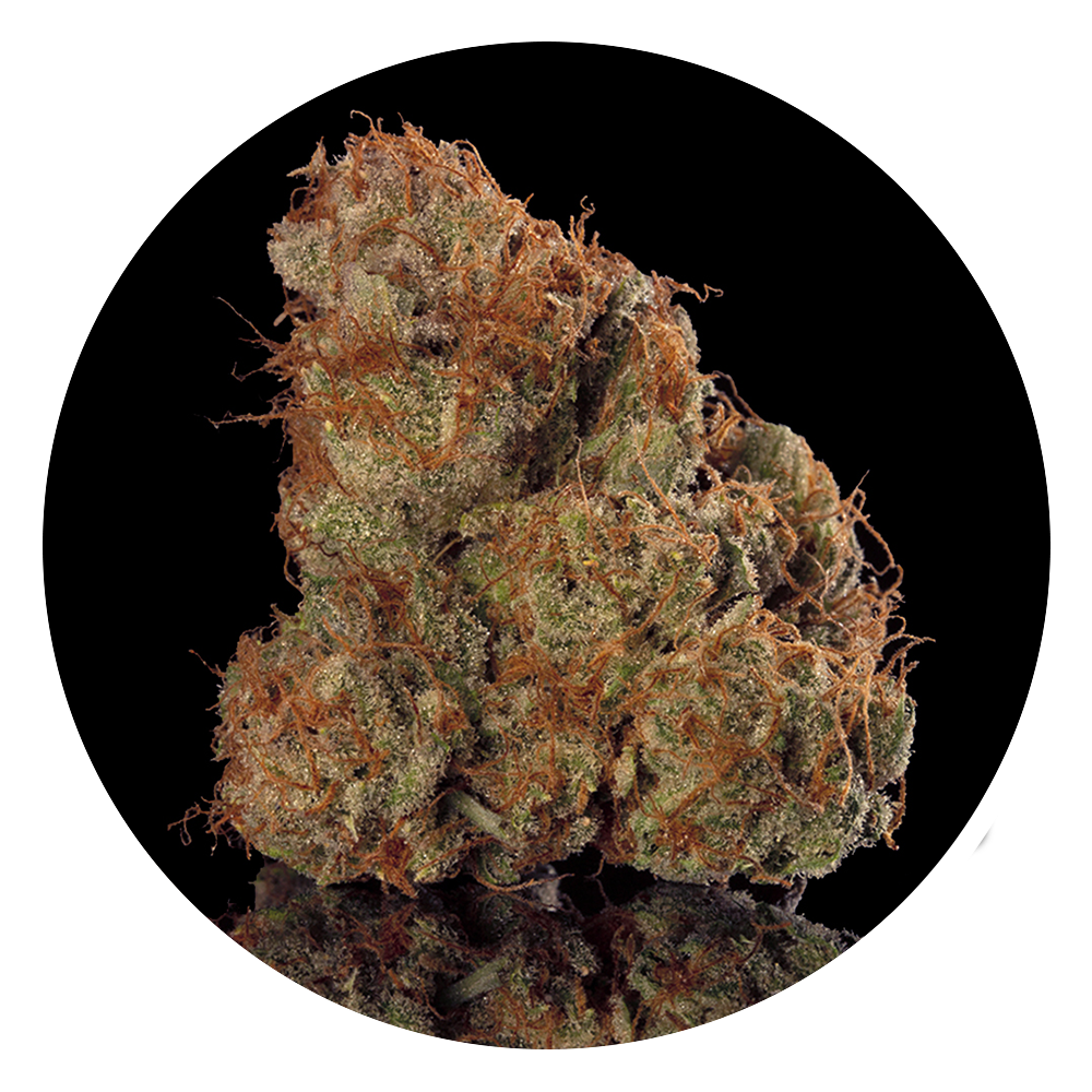 Sunkiss — Premium Cannabis in New Mexico Urban Wellness