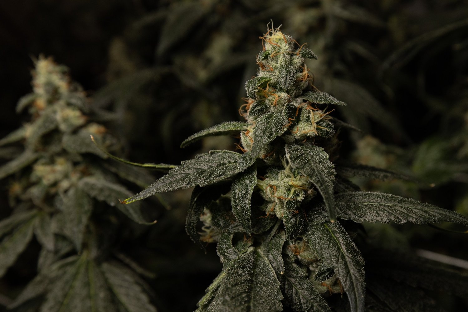 Black Garlic — Premium Cannabis in New Mexico Urban Wellness