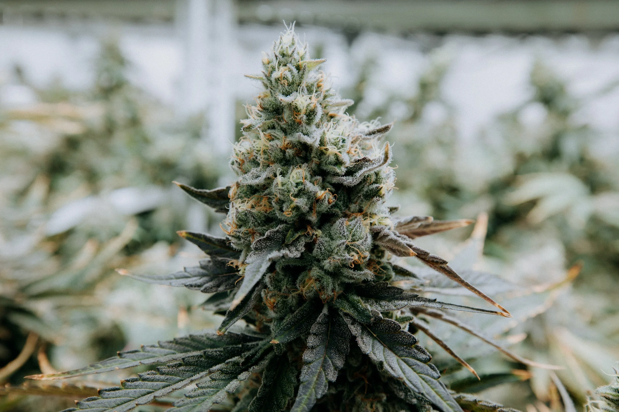 Vfwcherry Canary Strain 27