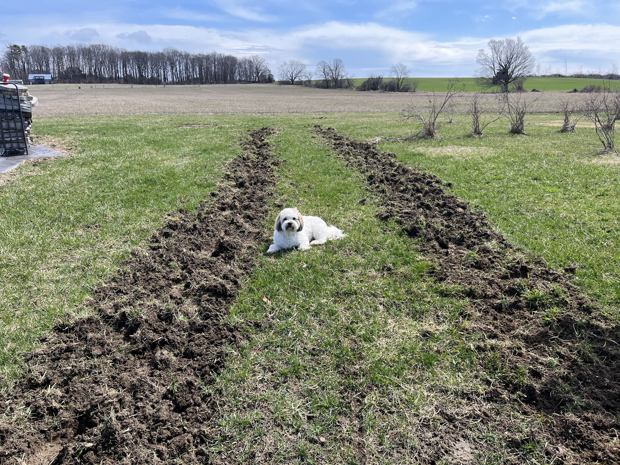 Rupert helping us till some ruts