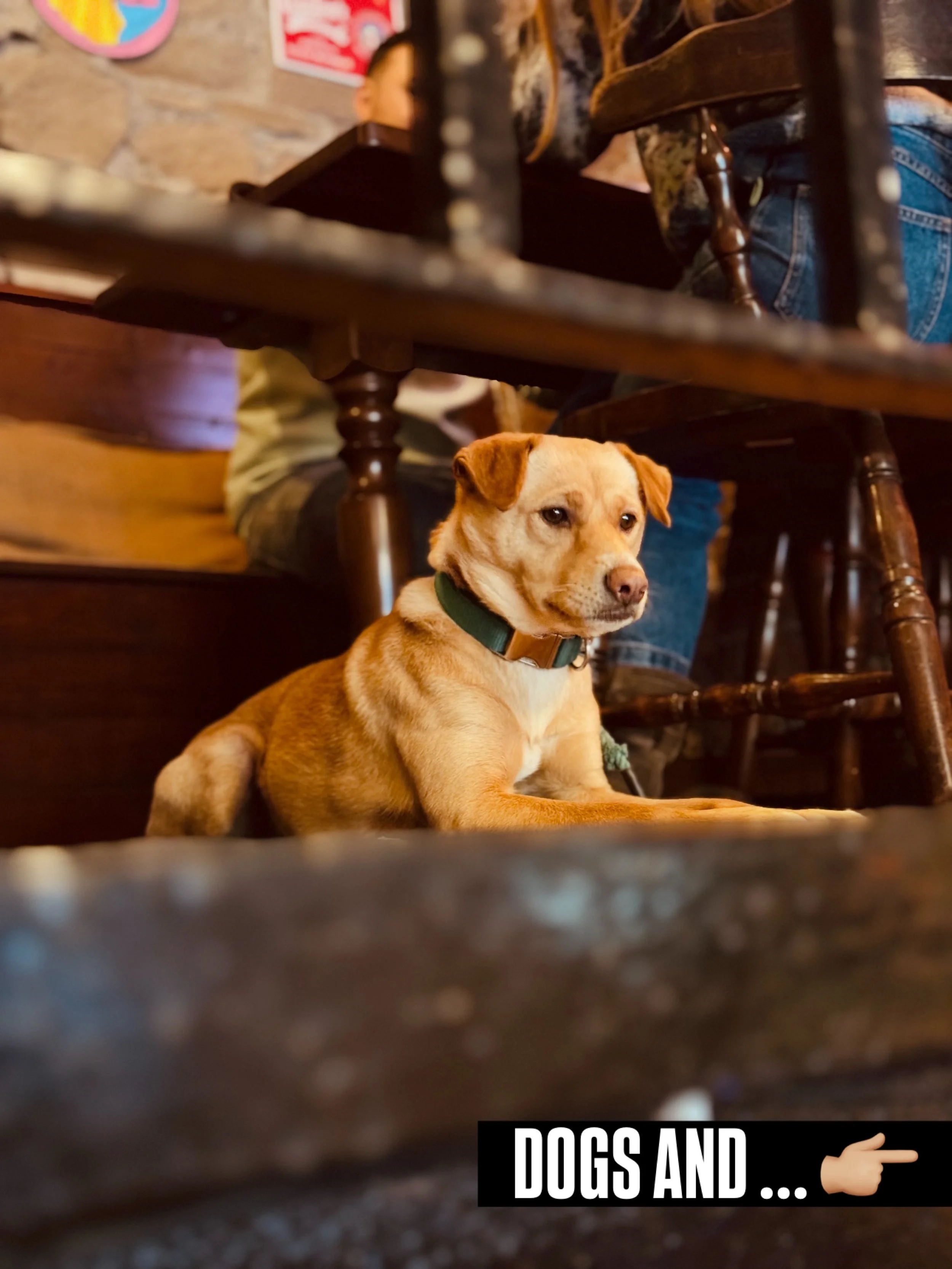 Dogs welcome 🐕 
Cats welcome 🐈

Open 9am-Late | Wed-Sun