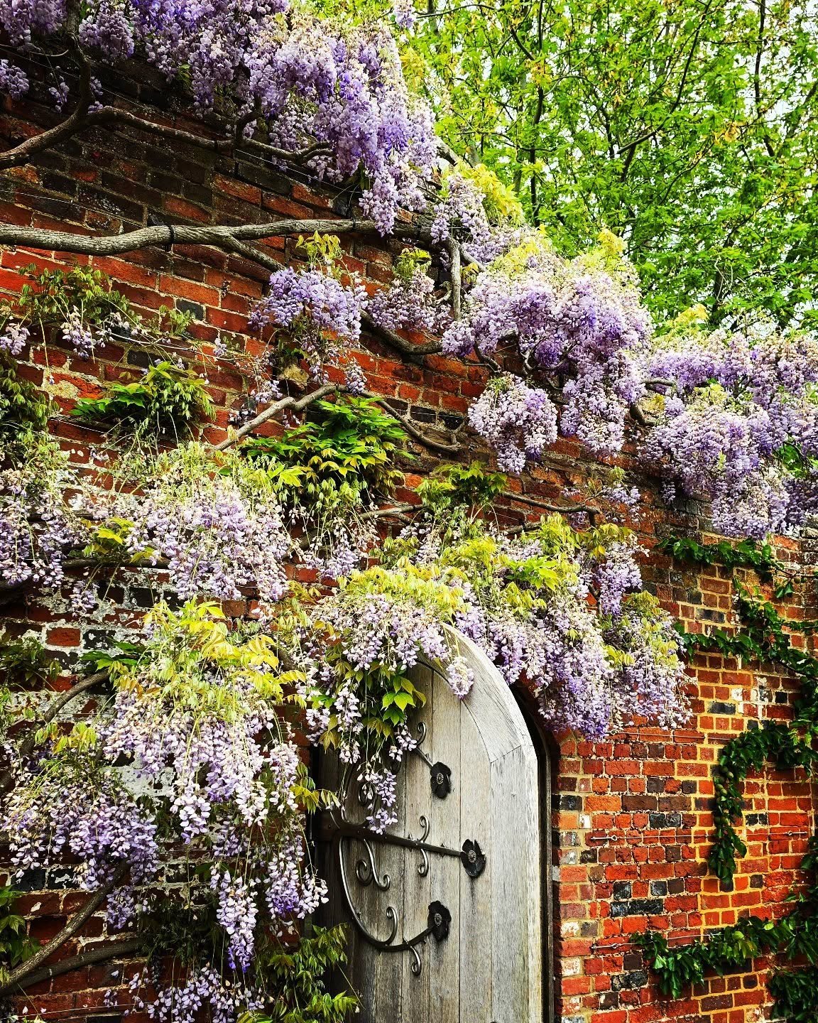 The wisteria is in full bloom in the wall garden at the Manor House Ayott St. Lawrence.  This stunning garden and grounds will be opening its gates to the public on the 17th of May as part of the National Gardens scheme @ngs.org.uk. Refreshments by t