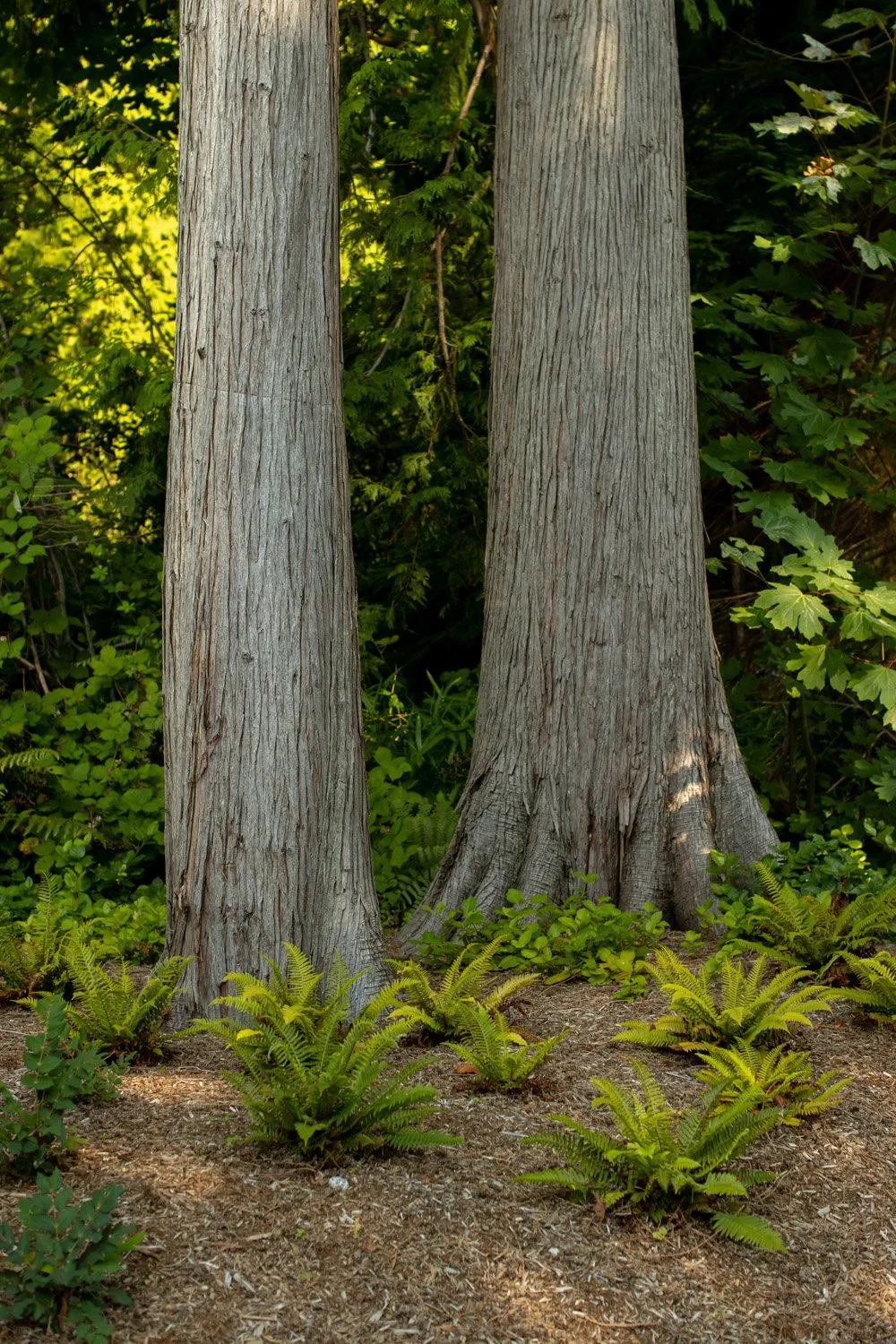 human-nature-landscapes-roberts-creek-bc-welcoming-forest-4.jpg
