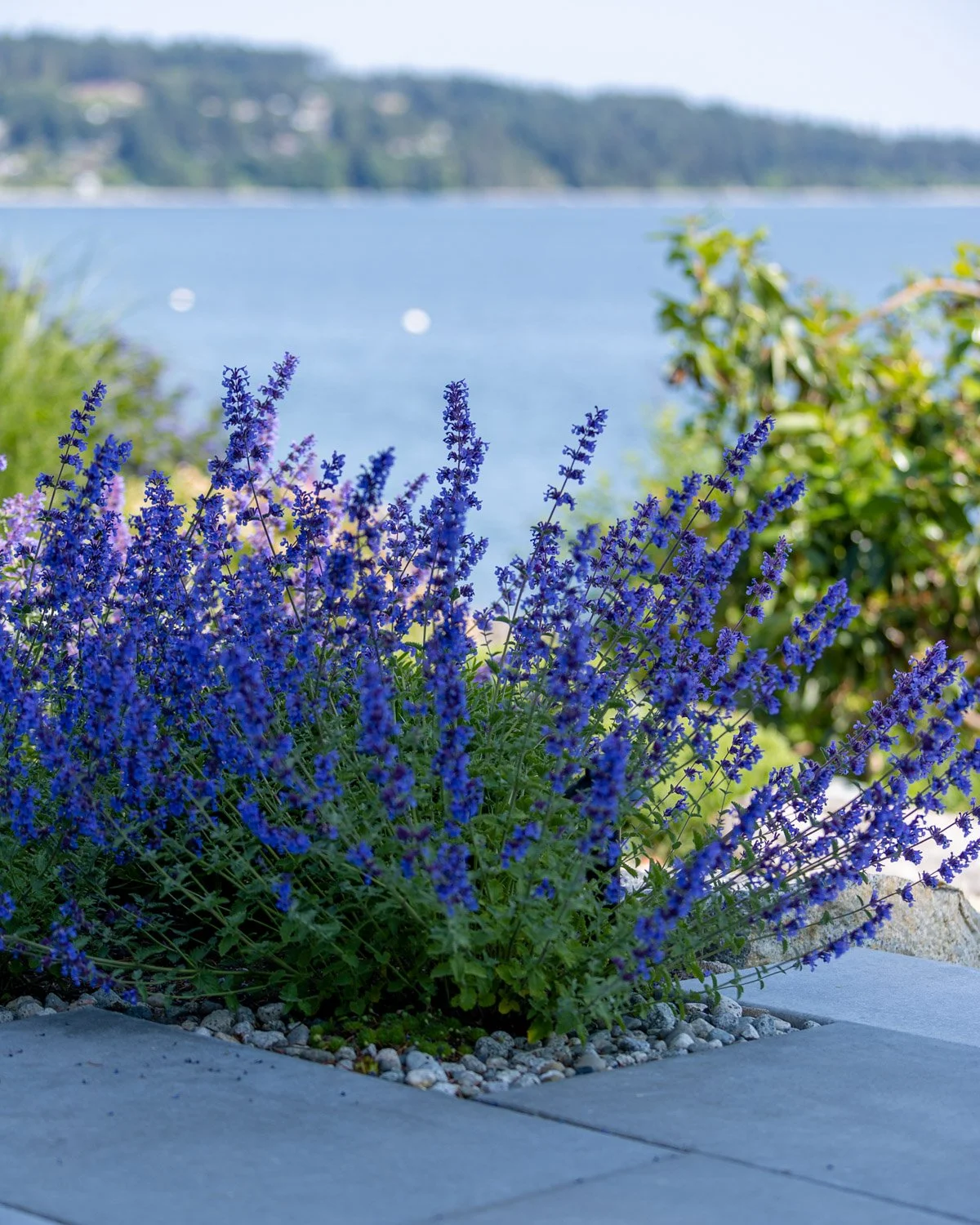human-nature-landscapes-sunshine-coast-bc-waterfront-landscaping-01.jpg