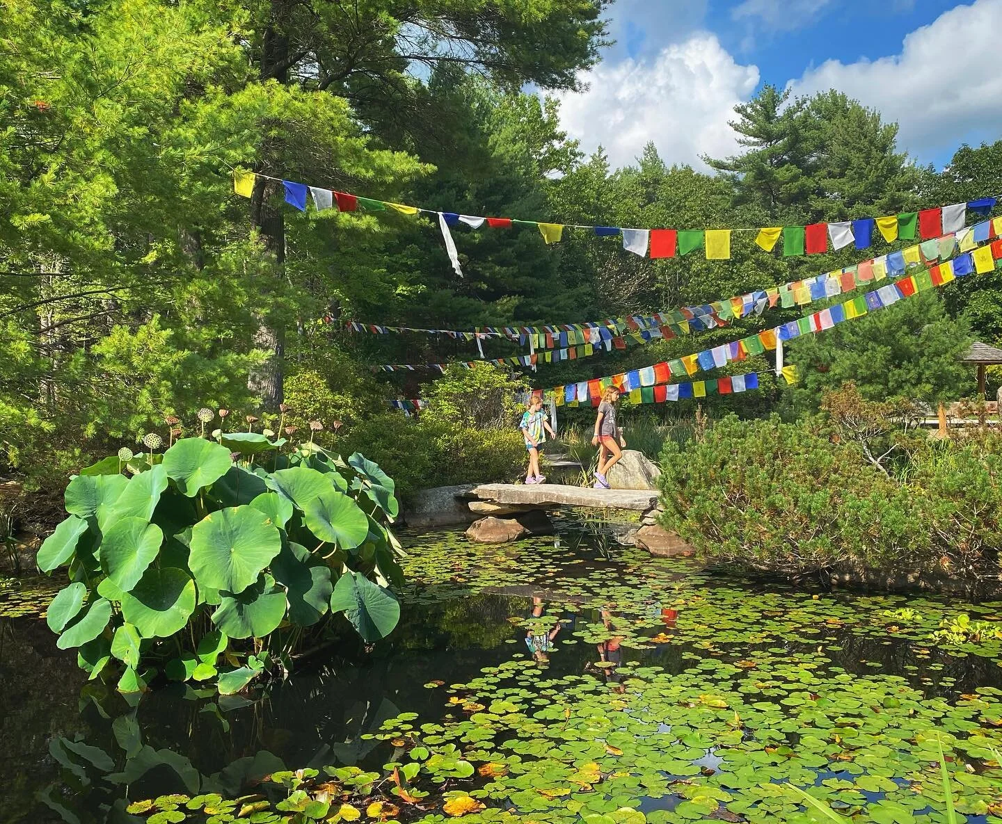 Love this place. Look at these lotus seed pods and huge leaves. 

#peacepagoda #lotus #landscape #wmassoutdoors