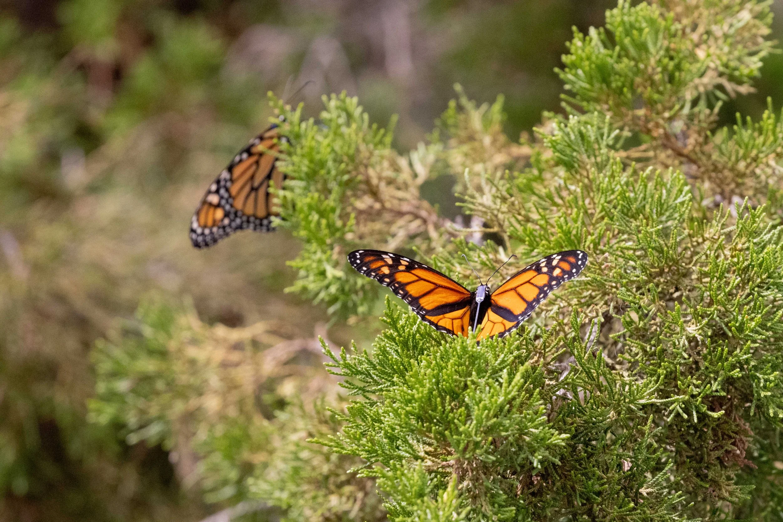 Monarch Butterfly Transmitter Tagging Demonstrations