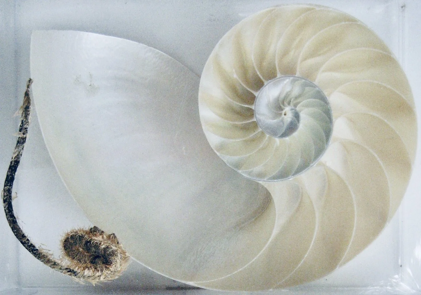 Spiral Patterns in Nature with Karen Fuchs
