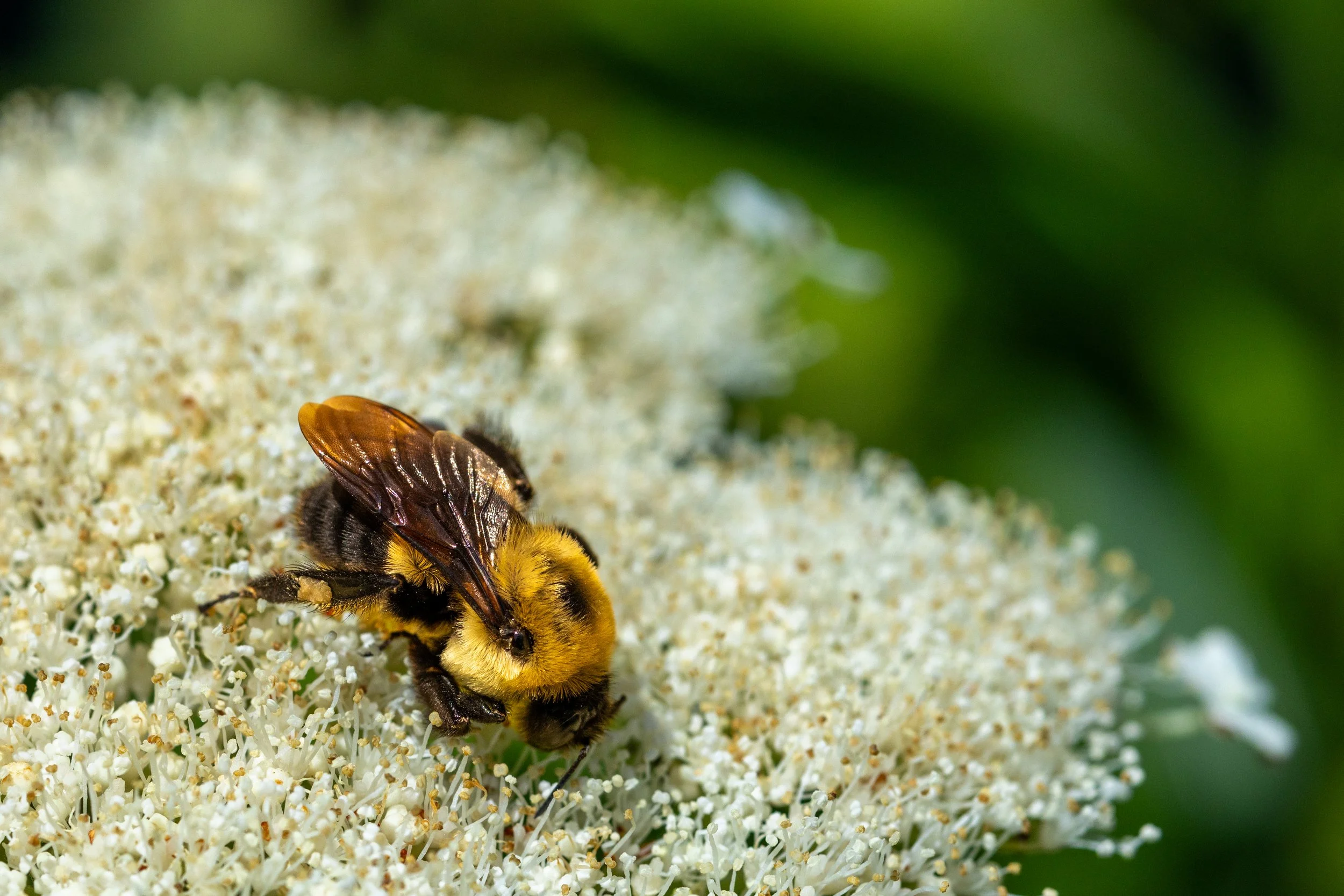 BumbleBee.jpg