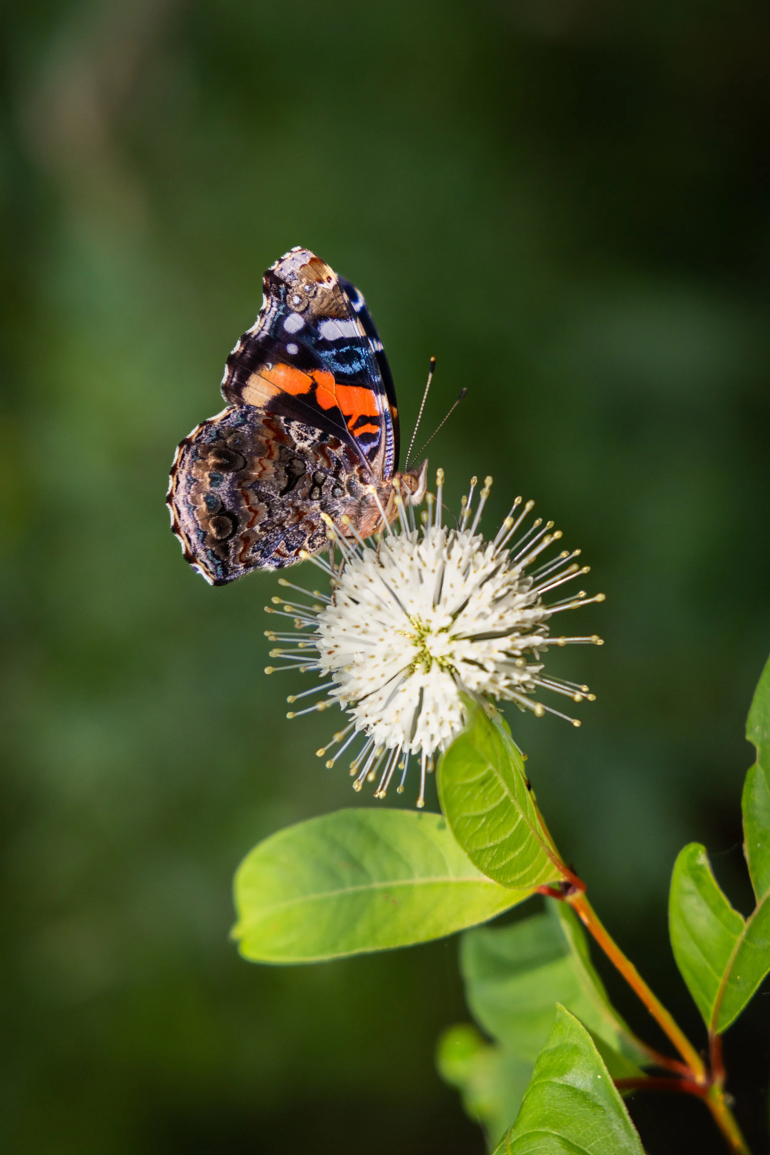 ButterflyOnFlower.jpg