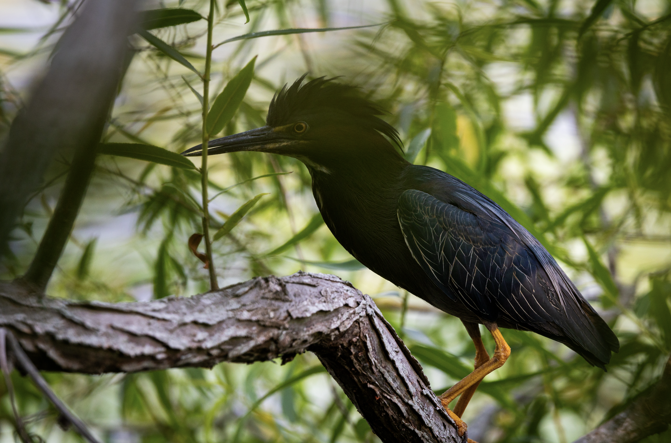 Wildlife Photography Show 2026 - Opening Reception