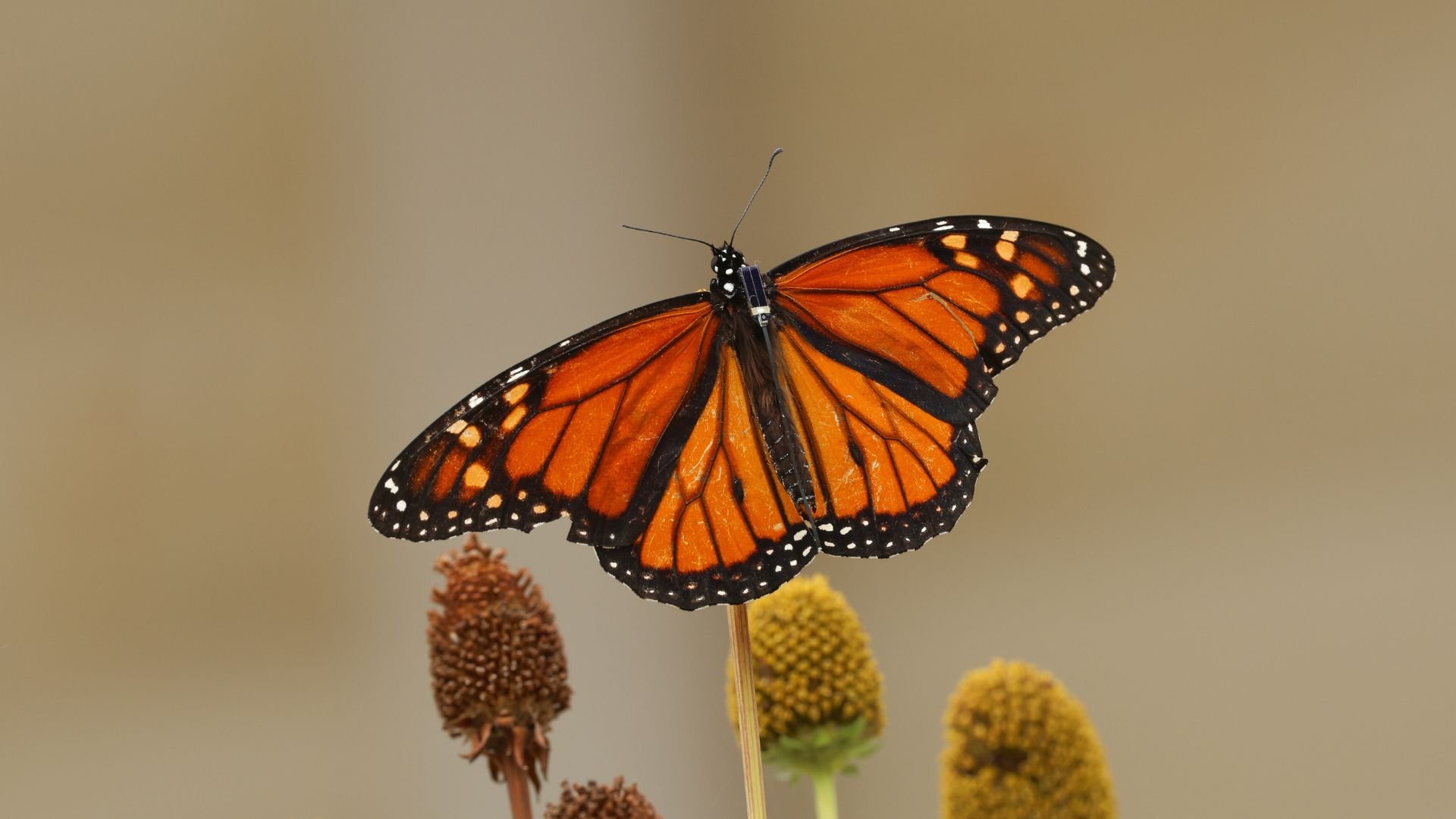 Monarch Butterfly Transmitter Tagging Demonstrations