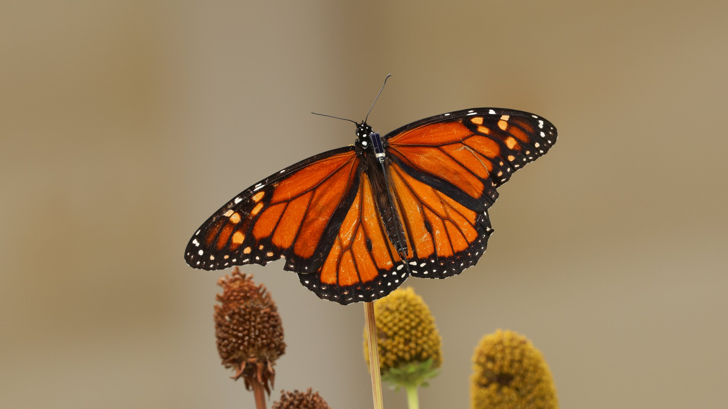 Monarch Butterfly Transmitter Tagging Demonstrations
