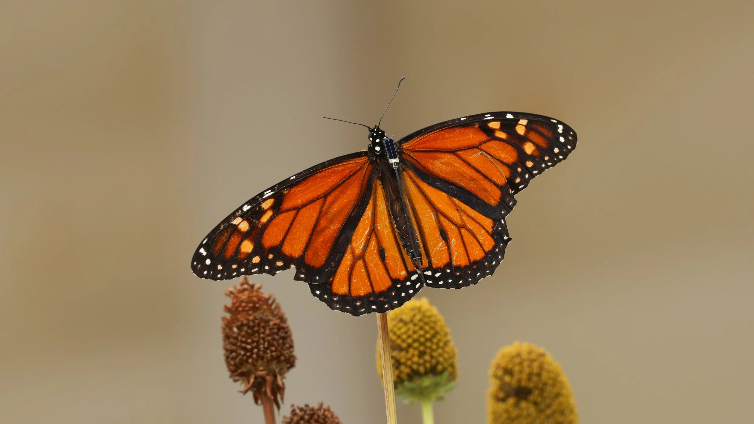 Monarch Butterfly Transmitter Tagging Demonstrations