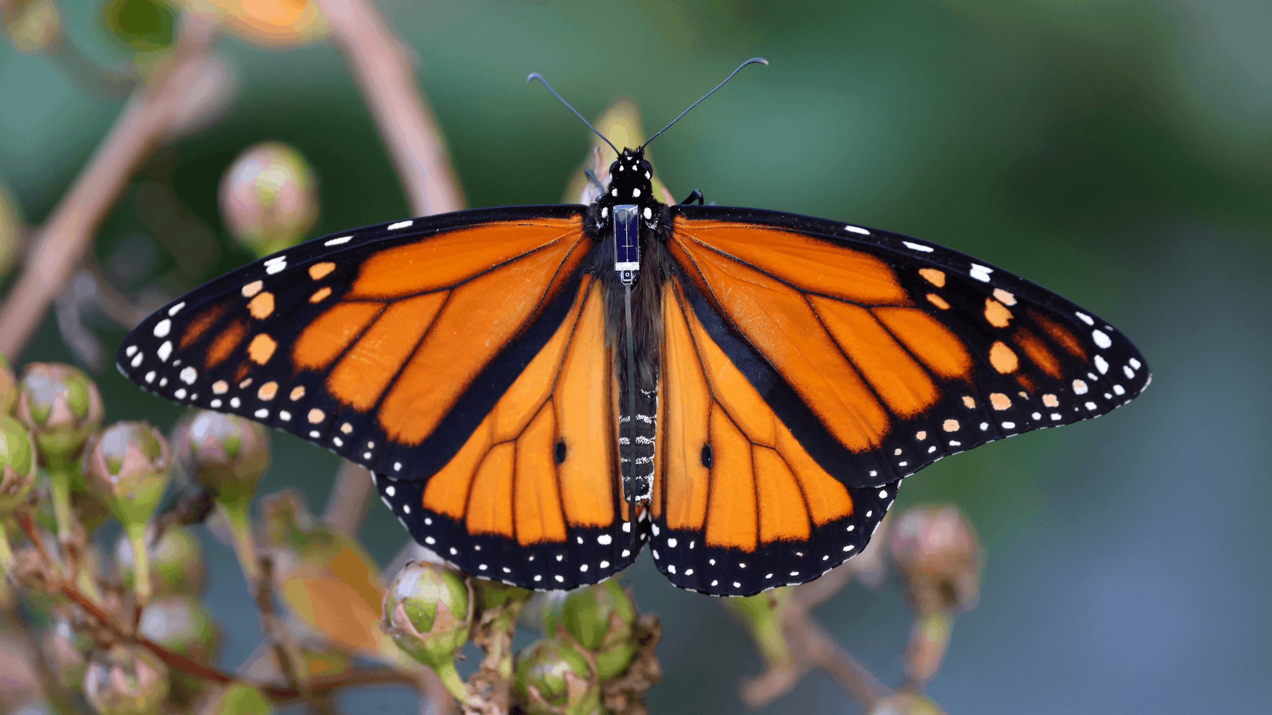 Monarch Butterfly Transmitter Tagging Demonstrations 