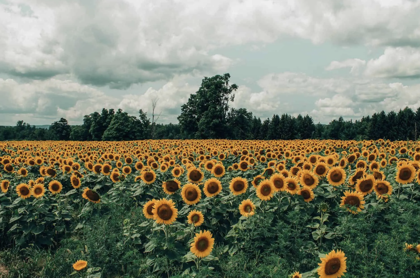 GCW Sunflowers and Sun Salutations