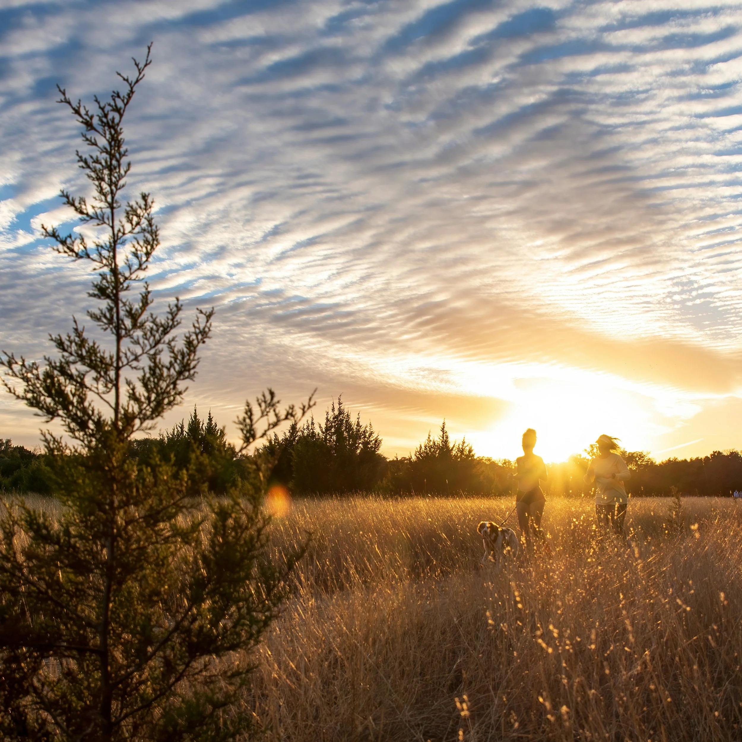 Two people walking a dog in a grassy field at sunset with an orange sky and scattered clouds.