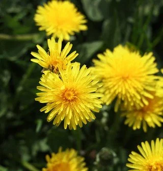 dandelion root 2.jpg