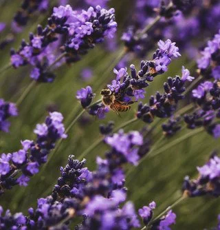 english lavender 2.jpg
