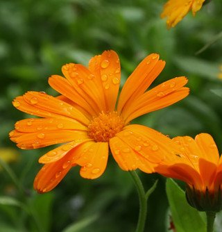 calendula 2.jpg