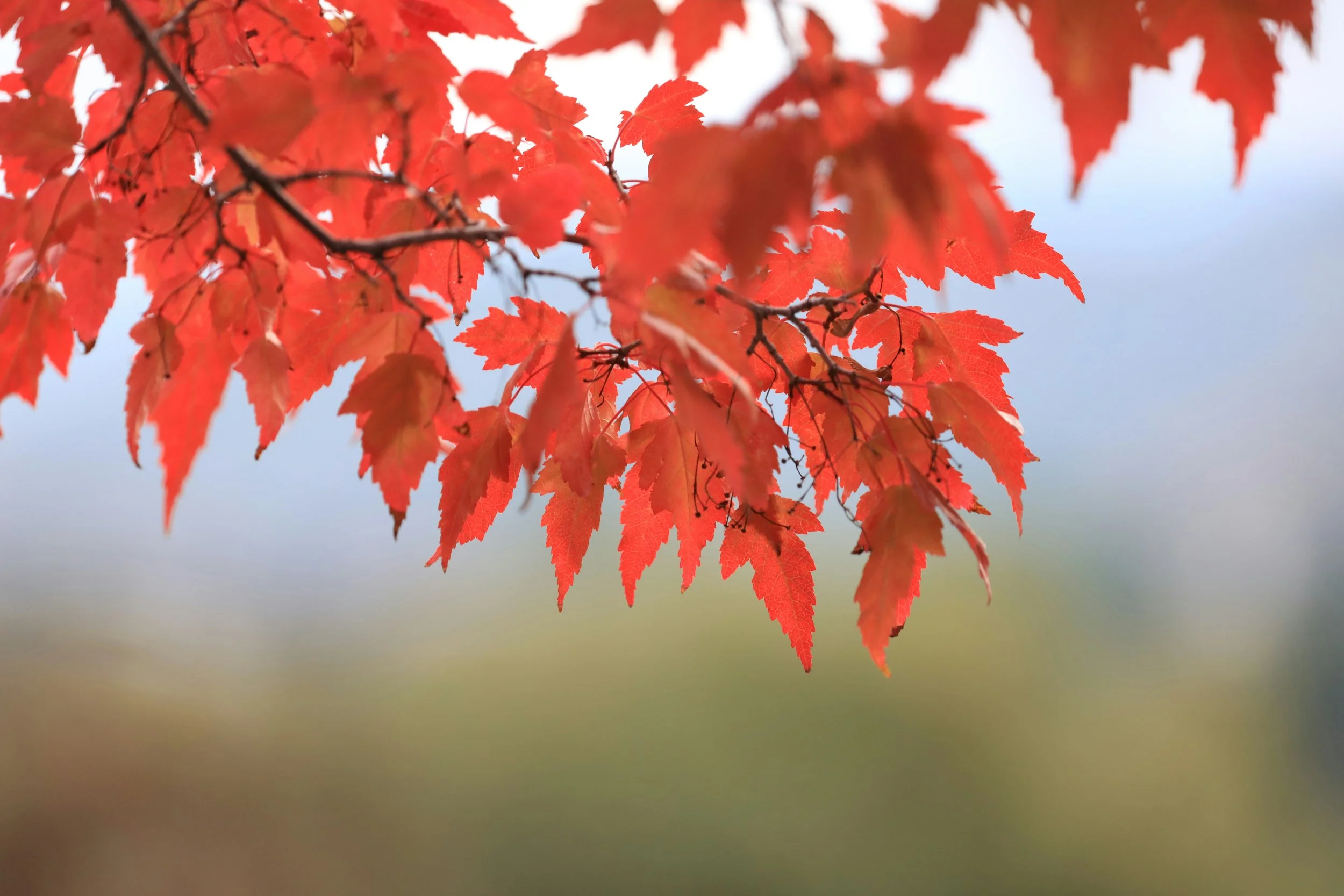 Navigating change with grace: Holistic strategies for seasonal and life transitions.